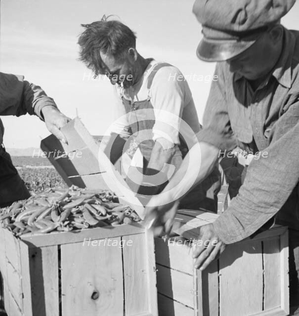Large-scale industrialized agriculture, Calipatria, Imperial Valley, California, 1939. Creator: Dorothea Lange.