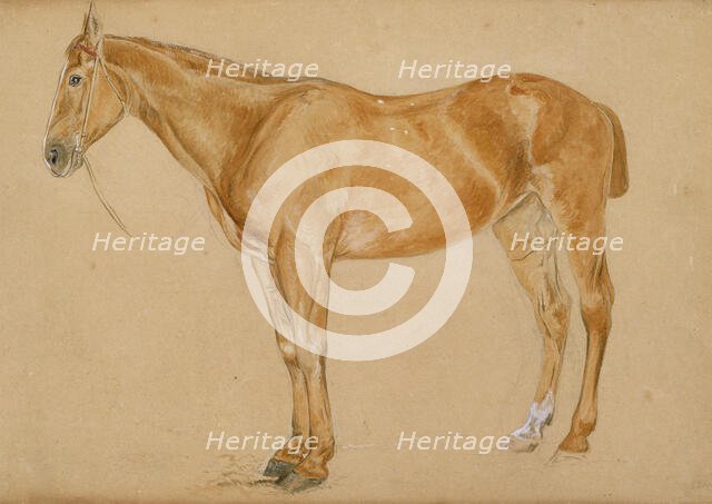 A chestnut horse with a docked tail, c1814-1830. Creator: John Frederick Lewis.