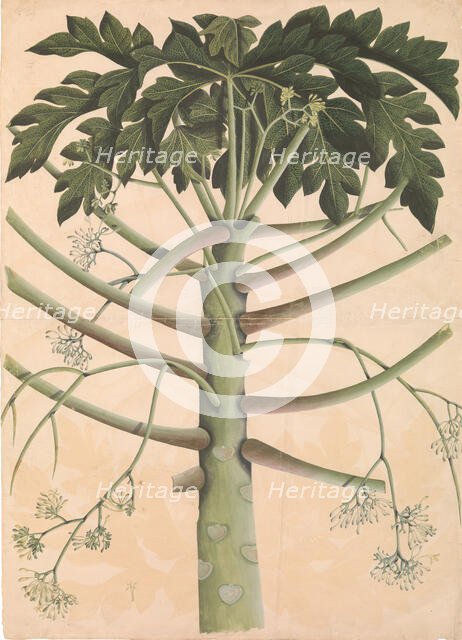 Male Papaya Tree, ca. 1790-1800. Creator: Unknown.