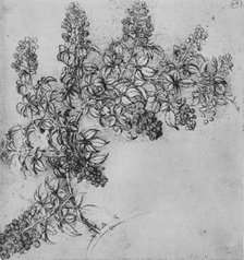 'A Branch of Blackberry', c1480 (1945). Artist: Leonardo da Vinci.