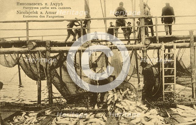 Nikolaevsk-on-Amur. Unloading fish from cages, 1900. Creator: Unknown.