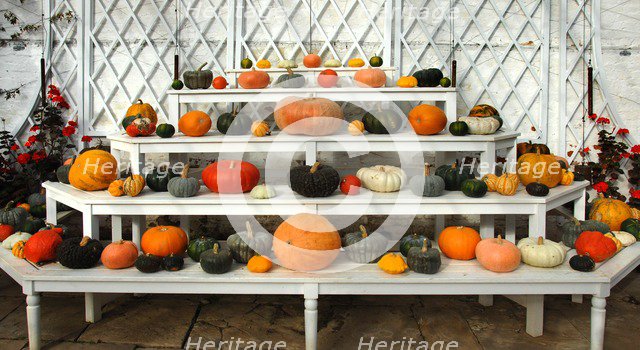 Ornamental pumpkins and squashes in the Vine house, Audley End, Saffron Walden, Essex, c2006.  Artist: Peter Williams.