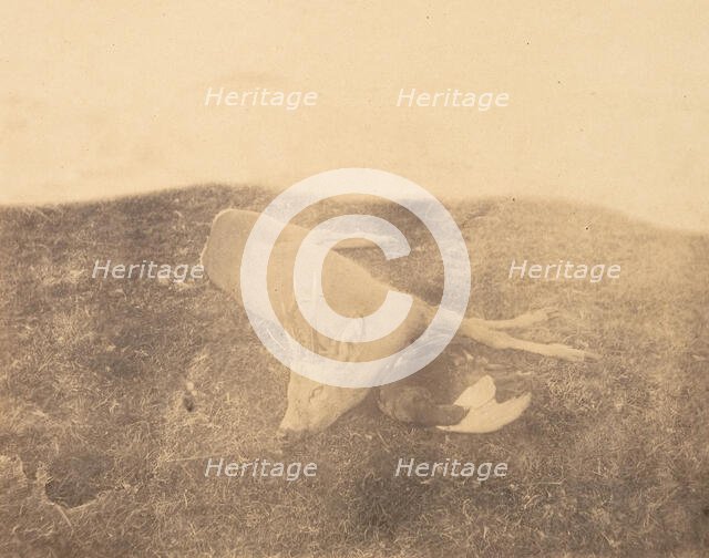 Dead Roe Buck, ca. 1856-59. Creator: Horatio Ross.