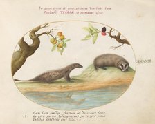 Animalia Qvadrvpedia et Reptilia (Terra): Plate XLIII, c. 1575/1580. Creator: Joris Hoefnagel.