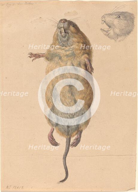 A Field Mouse, from Below, c. 1775. Creator: Johann Rudolf Schellenburg.