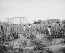 Maguey field, between 1880 and 1897. Creator: William H. Jackson.