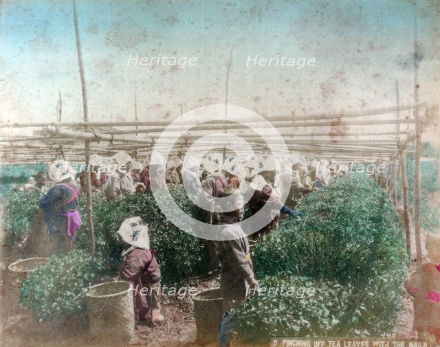 Tea picking, Japan. Artist: Unknown