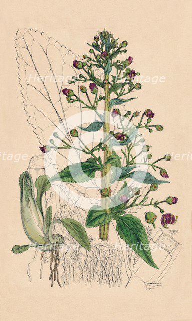 'Scrophularia Ehrharti. Ehrhart's Water-Betony', 19th Century. Artist: Unknown.