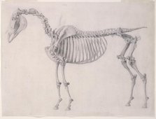 Finished study for 'The First Anatomical Table of the Skeleton of the Horse', 1756. Creator: George Stubbs.