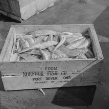 A box of fish shipped from Port Dover, Ontario, New York, 1943. Creator: Gordon Parks.