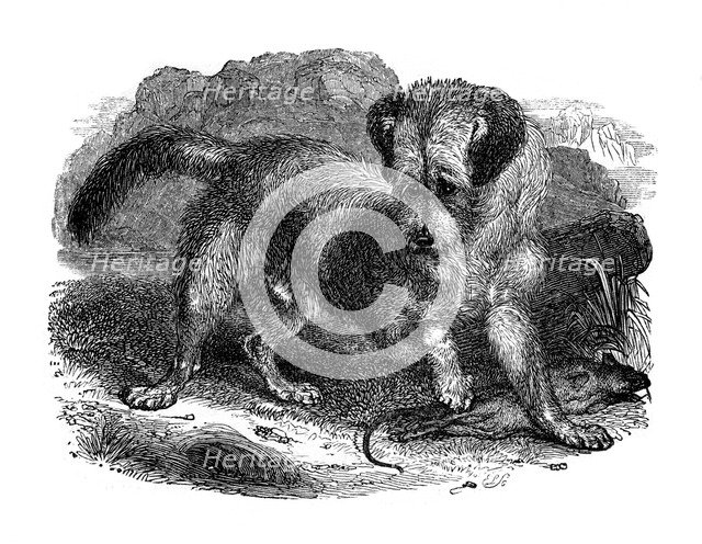 Scottish terrer, 1848. Artist: Unknown