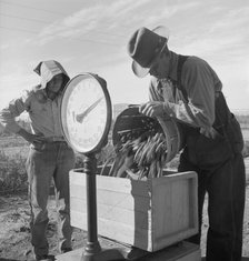 Open air food factory - weighing in peas, California, 1939. Creator: Dorothea Lange.