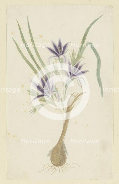 Babiana sambucina (Jacq.) Ker Gawl. (Bobbejaantje), 1777-1786. Creator: Robert Jacob Gordon.