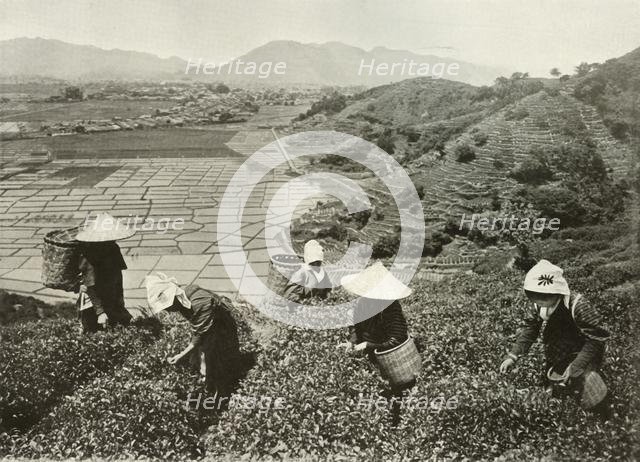 'Tea on the Hills and Rice on the Plains', 1910. Creator: Herbert Ponting.