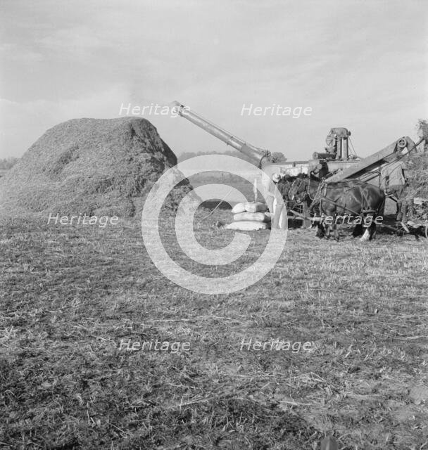 Threshing red clover for seed on older settler's ranch, near Ontario, Oregon, 1939. Creator: Dorothea Lange.