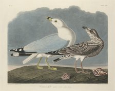 Common Gull, 1834. Creator: Robert Havell.