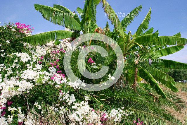 Flowers and palms, Katelios, Kefalonia, Greece.