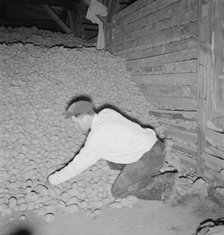 Potatoes in storage cellar at end of season, Merrill, Klamath County, Oregon, 1939. Creator: Dorothea Lange.
