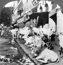 How Hindu cows enjoy life on Harrison Street, Calcutta, India, 1900s.Artist: Underwood & Underwood