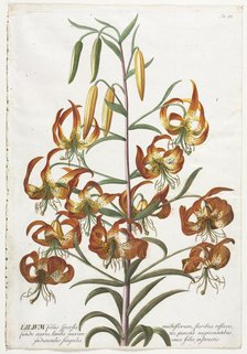 Plantae Selectae: No. 11 - Lily. Creator: Georg Dionysius Ehret (German, 1708-1770); Christopher Jacob Trew (German).