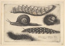 Four Caterpillars and a Snail, 1646. Creator: Wenceslaus Hollar.