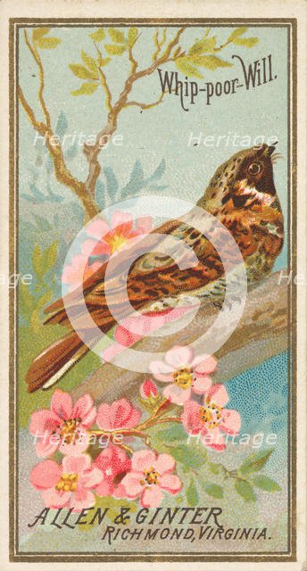 Whip-poor-Will, from the Birds of America series (N4) for Allen & Ginter Cigarettes Brands, 1888. Creator: Allen & Ginter.