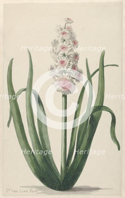 Flowering hyacinth, 1745-1784. Creator: Pieter van Loo.
