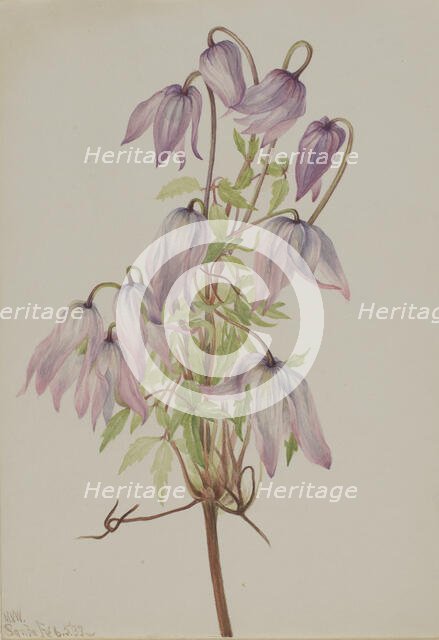 Jicarilla (Clematis pseudoalpina), 1933. Creator: Mary Vaux Walcott.