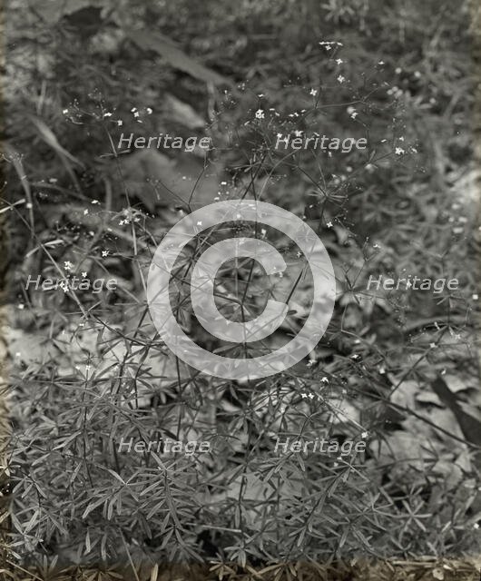 Baby Breath (gypsophilia) , between 1915 and 1935. Creator: Frances Benjamin Johnston.