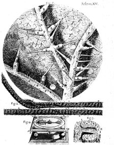 Illustrations from English microscopist Robert Hooke's Micrographia, 1665. Artist: Unknown