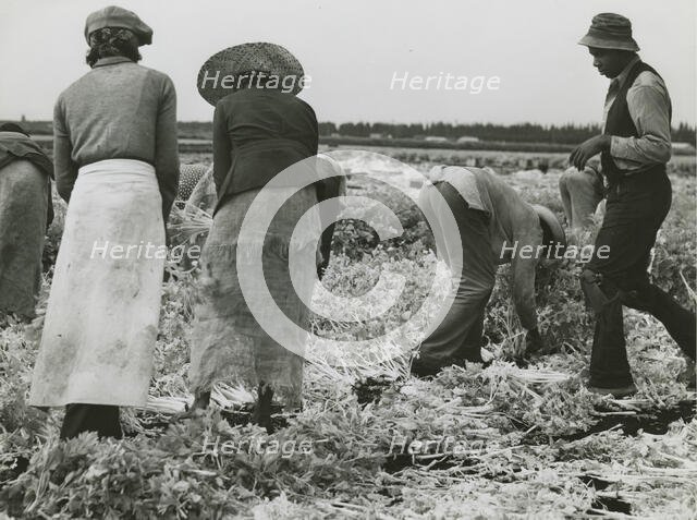 African American migrant laborers cutting celery, Belle Glade, Florida, January 1941. Creators: Farm Security Administration, Marion Post Wolcott.