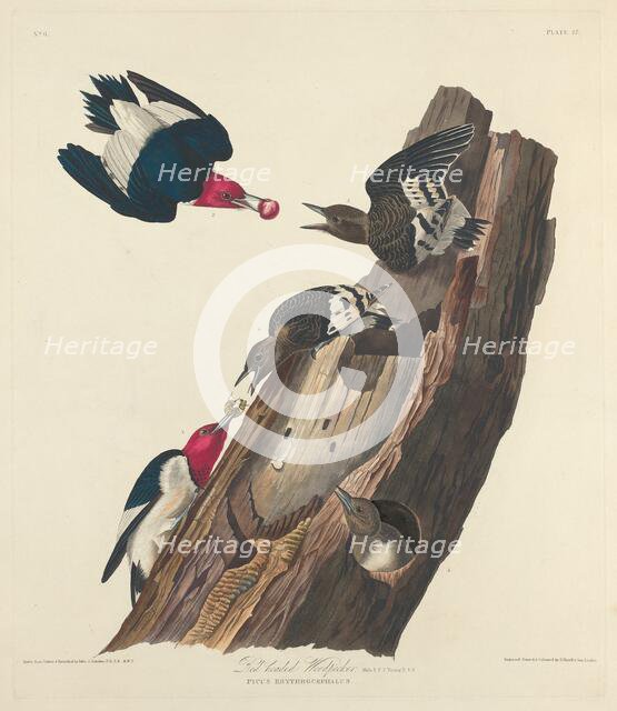 Red-headed Woodpecker, 1828. Creator: Robert Havell.