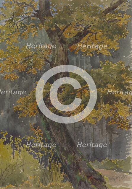 Study of a deciduous tree. Motif from St. George, 1881. Creator: Friedrich Carl von Scheidlin.