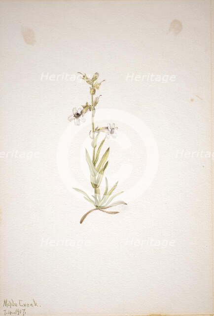 (Untitled--Plant Study), 1917. Creator: Mary Vaux Walcott.