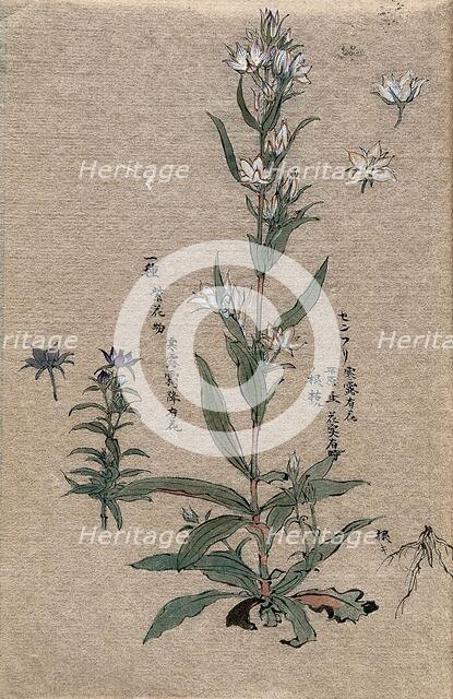 Two flowering plants. Creator: Unknown.