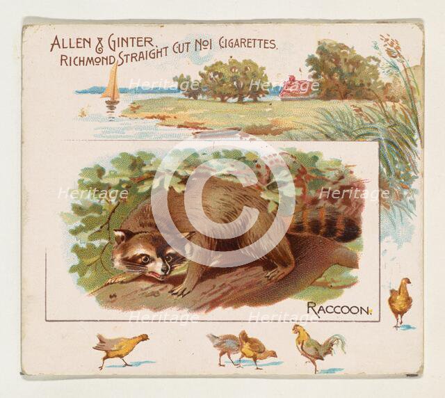 Raccoon, from Quadrupeds series (N41) for Allen & Ginter Cigarettes, 1890. Creator: Allen & Ginter.