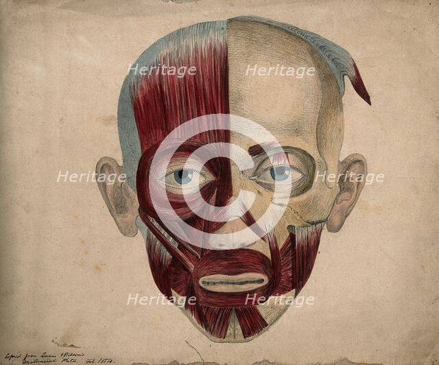 Bones and muscles of the face, 1854. Creator: J.C. Whishaw.