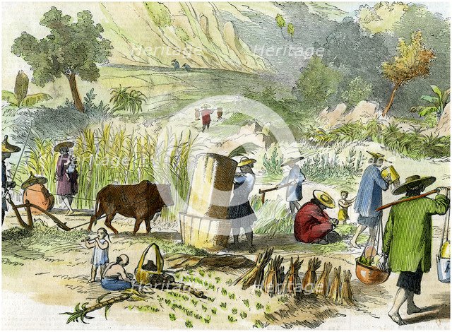 Chinese harvest, Hong Kong, c1875. Artist: Unknown