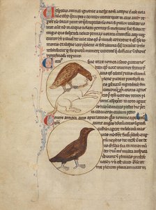 A Raven; A Crow; Northumberland Bestiary, about 1250-1260. Creator: Unknown.