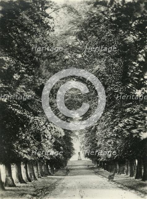 'Famous Limes, the Quarry, Shrewsbury', c1920s. Creator: Unknown.