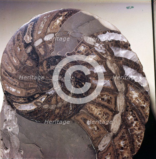 Section of Fossil Nautilus Shell. Artist: Unknown.