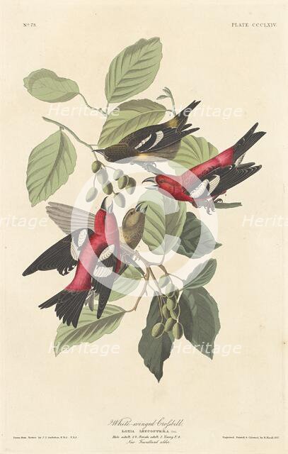 White-winged Crossbill, 1837. Creator: Robert Havell.