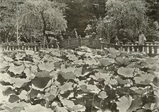 'A Lotus Pond', 1910. Creator: Herbert Ponting.