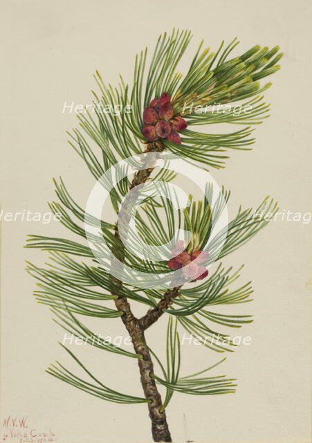 Whitebark Pine (Pinus albicaulis), 1924. Creator: Mary Vaux Walcott.