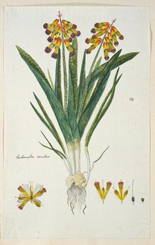 Lachenalia aloides (L.f.) Engl. var. quadricolor (Opal flower), 1777-1786. Creator: Robert Jacob Gordon.