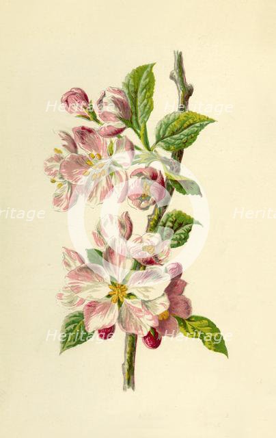 'Apple', 1877. Creator: Frederick Edward Hulme.