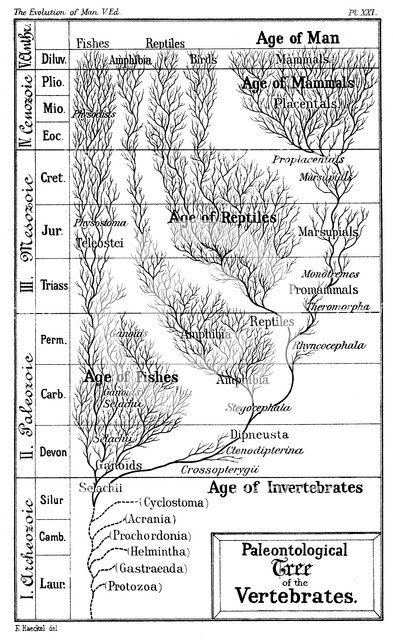 Paleontological tree of vertebrates, 1910. Artist: Ernst Haeckel