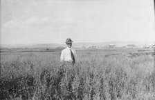 Mr. Rickert in grain field on his farm, between c1900 and 1916. Creator: Unknown.
