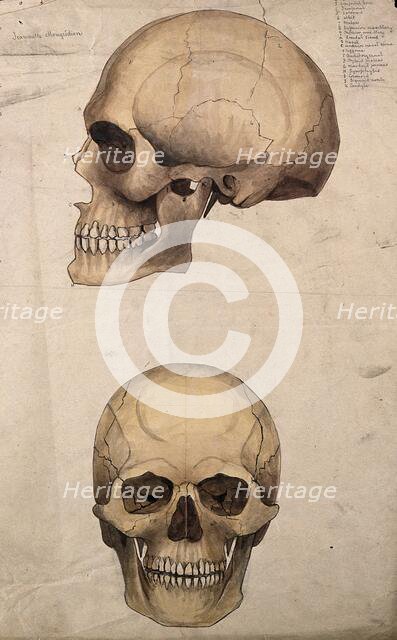 Skull: two figures, showing side and front views, 1880. Creator: Jeannette Mongredien.
