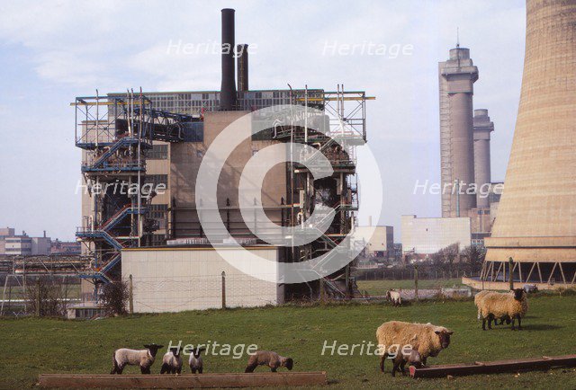 Cheviot-Black Sheep graze at Calder Hall Nuclear Power Station, Cumberland, 20th century. Artist: CM Dixon.